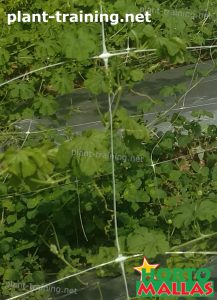 cropfield using a vertical support system with trellis net