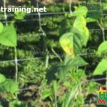 Bean plants climbing trellis net support system in a backyard vegetables garden (2)