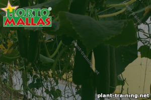 Cucumber plant with cucumbers