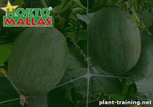 Melons covered by plants in a field