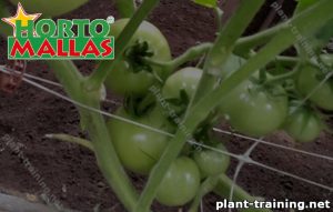 Tomato plant with green tomatoes