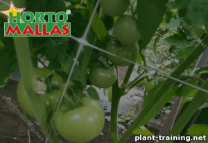 Tomato plant and espalier mesh