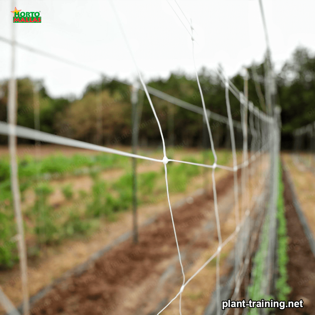 Support net with stakes in a crop field