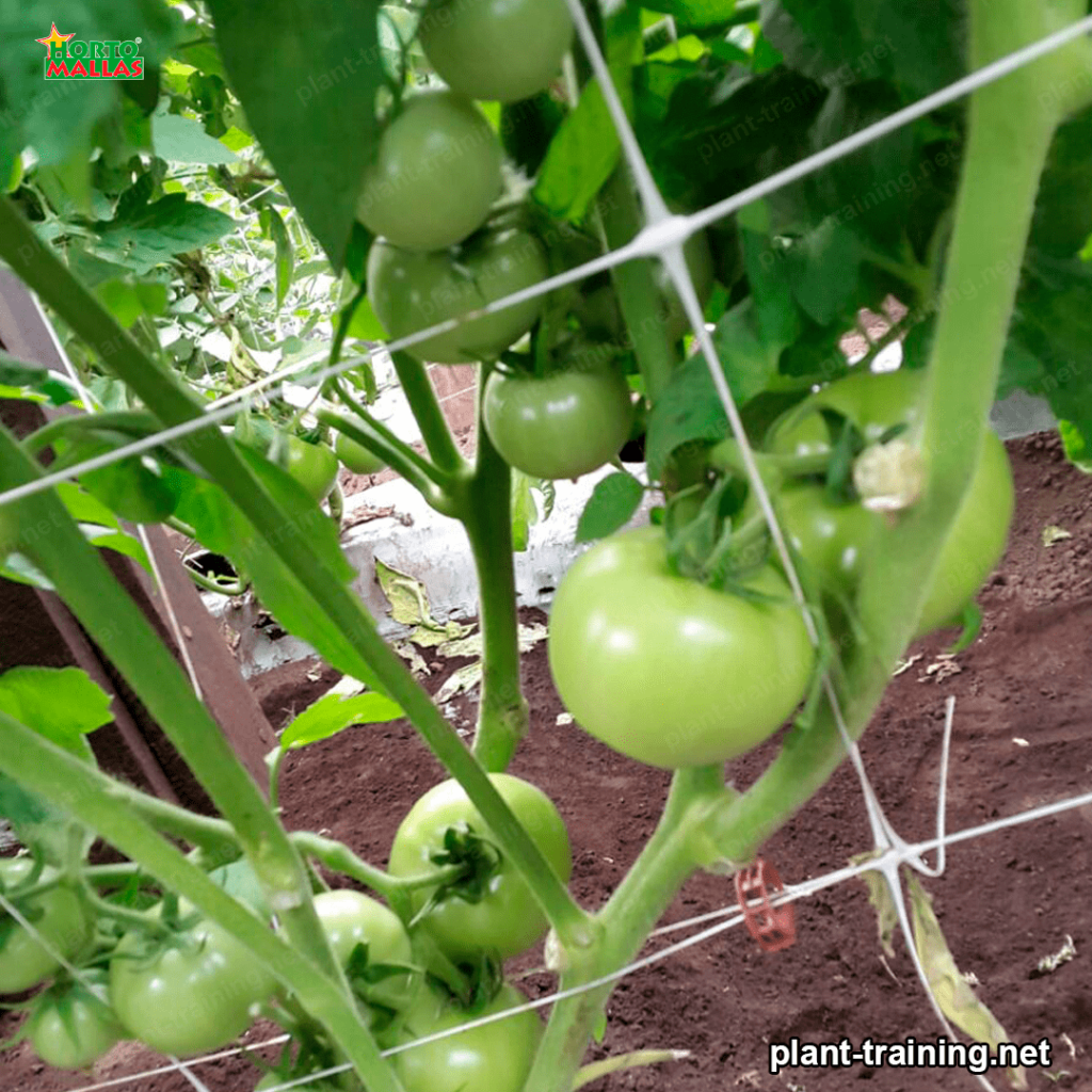 trellis net in green tomatoes