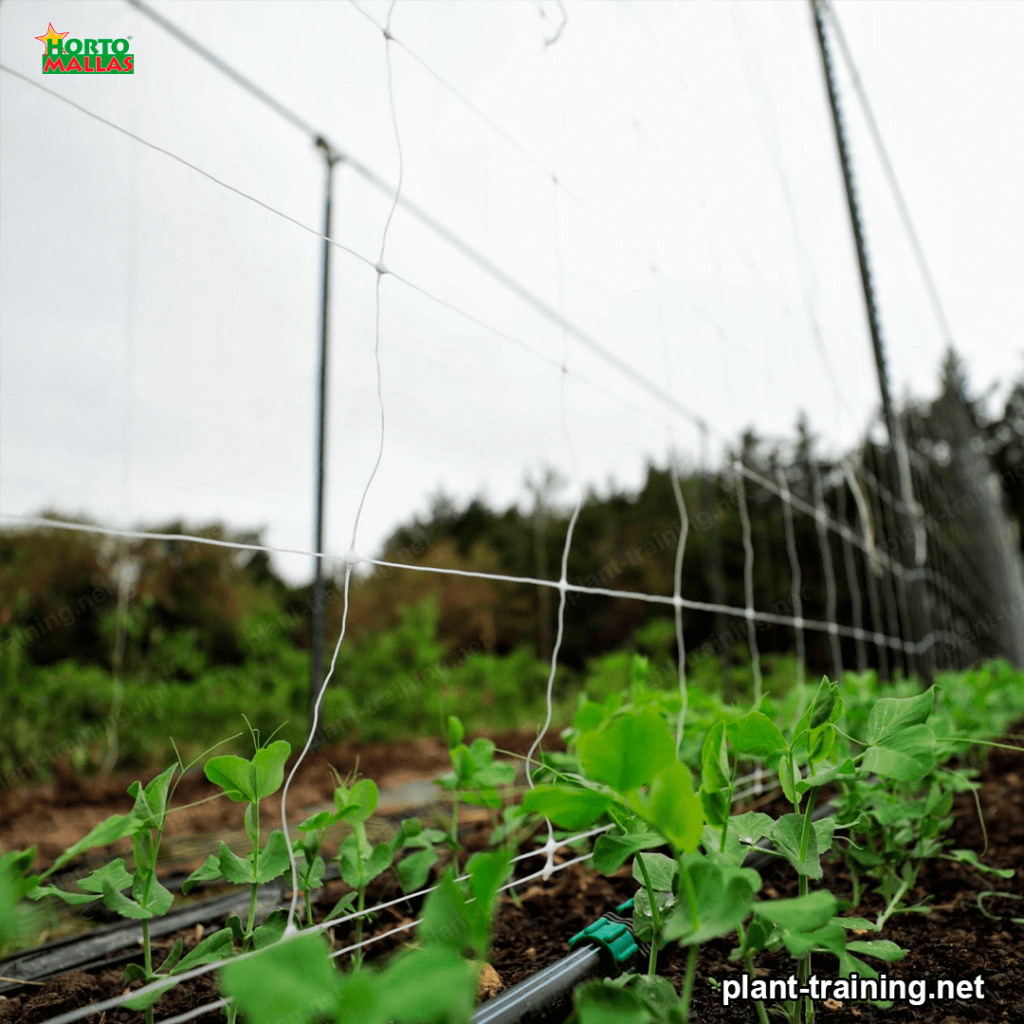 trellis netting installed on crops