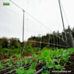 trellising-agricultural-crops-1