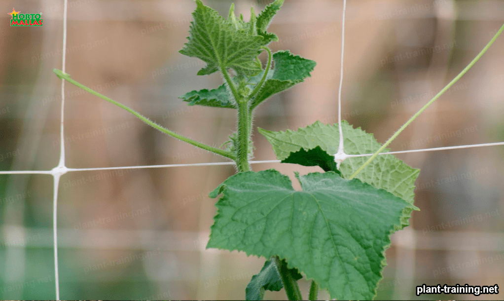 a closer shot of support netting on vegetalbes